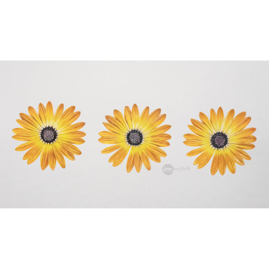 three yellow daisies print