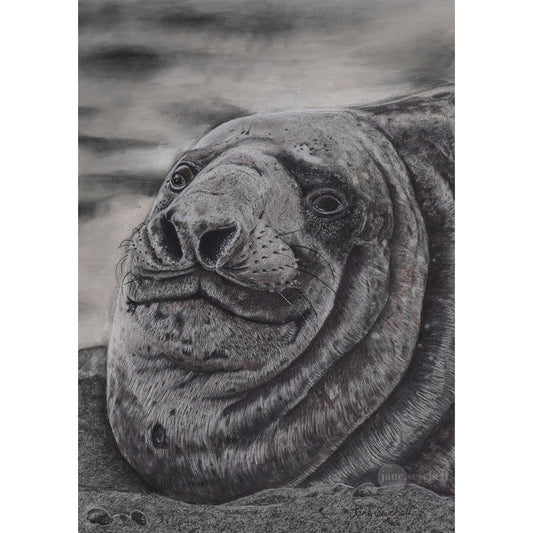 Elephant Seal Print
