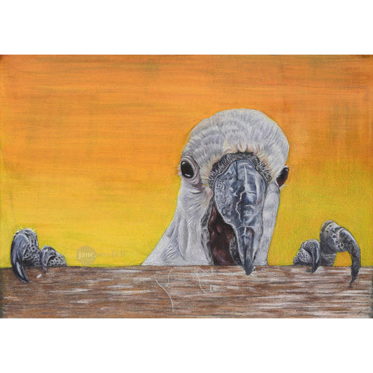 A colour pencil drawing of a cockatoo peaking his head over a log with an orange and yellow sunset background
