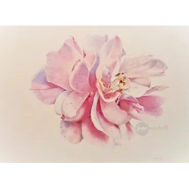 Pink Rose - The flower of love Print