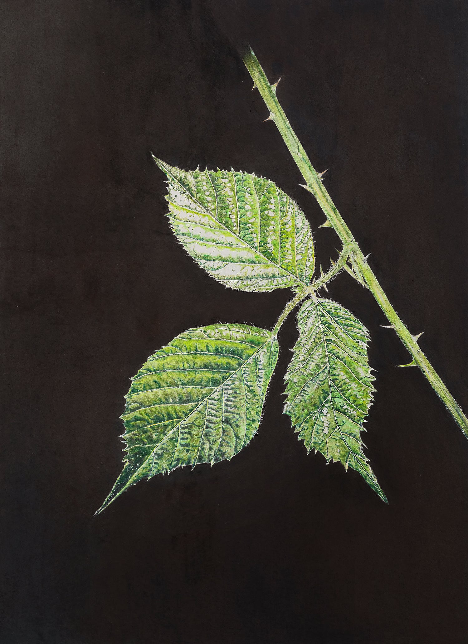 A colour pencil drawing of brightly coloured green blackberry leaves on a black background by artist Jane Seychell