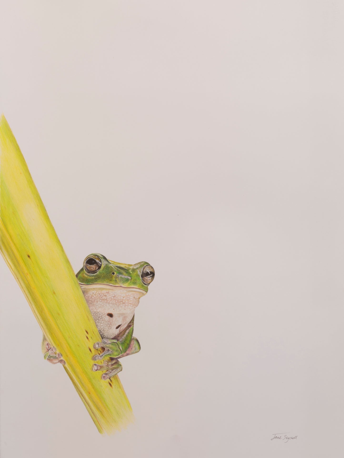 Australian Green Tree Frog - Original - Artwork - Framed