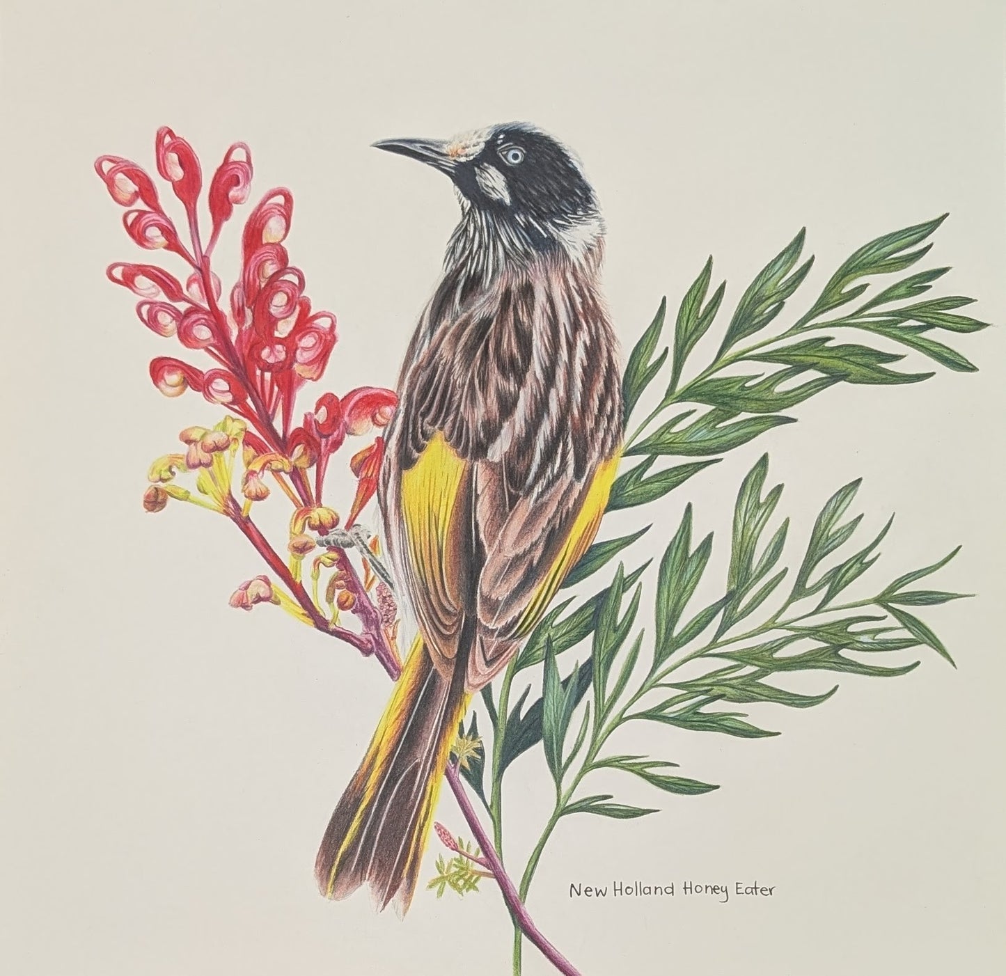 A greyish brown bird with yellow feathers on the wings sits on a red flowering plant with green leaves. 