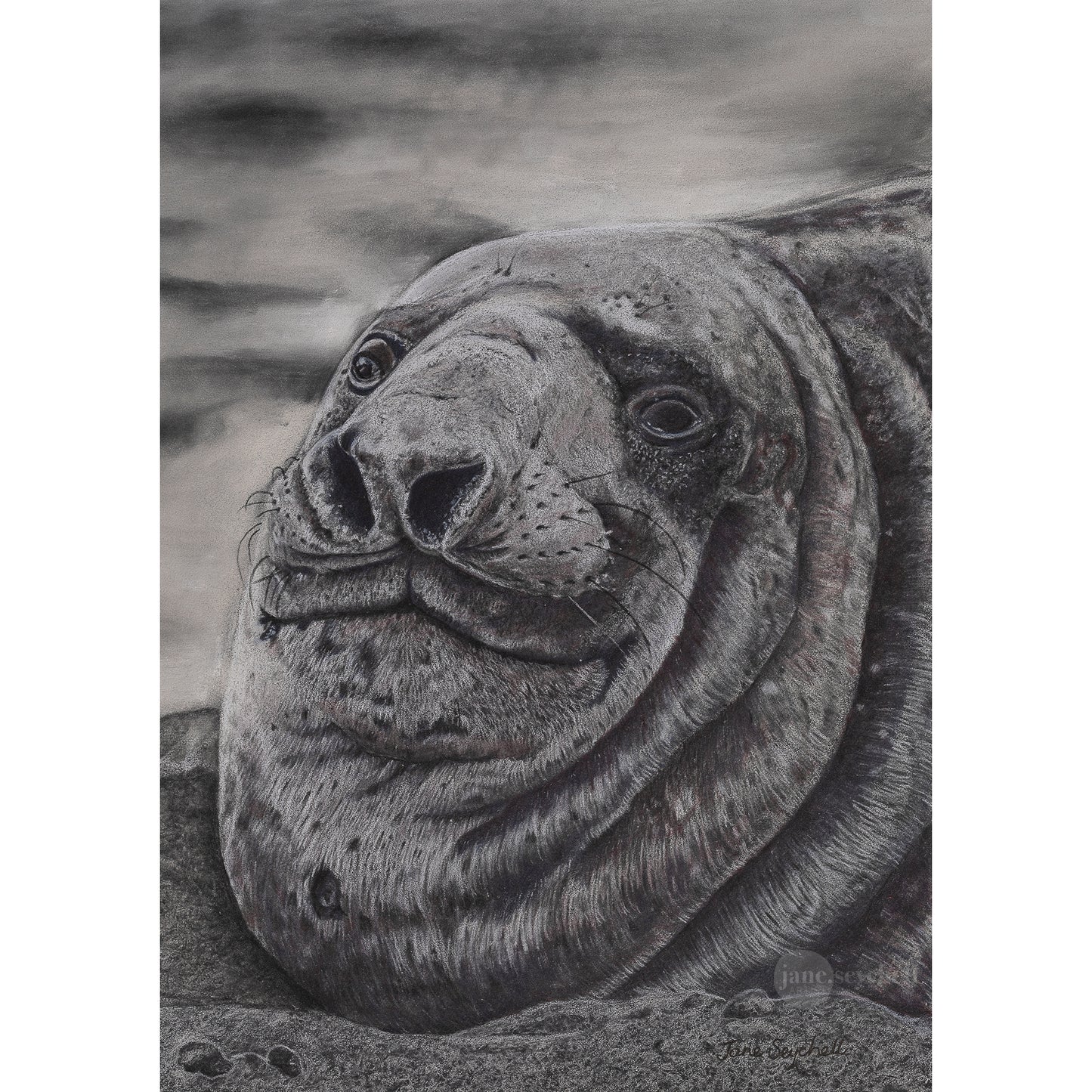 Elephant Seal - Original Artwork - Framed