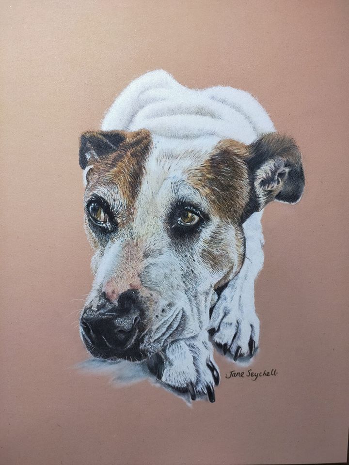 A photorealism colour pencil portrait of a bull arab by artist Jane Seychell
