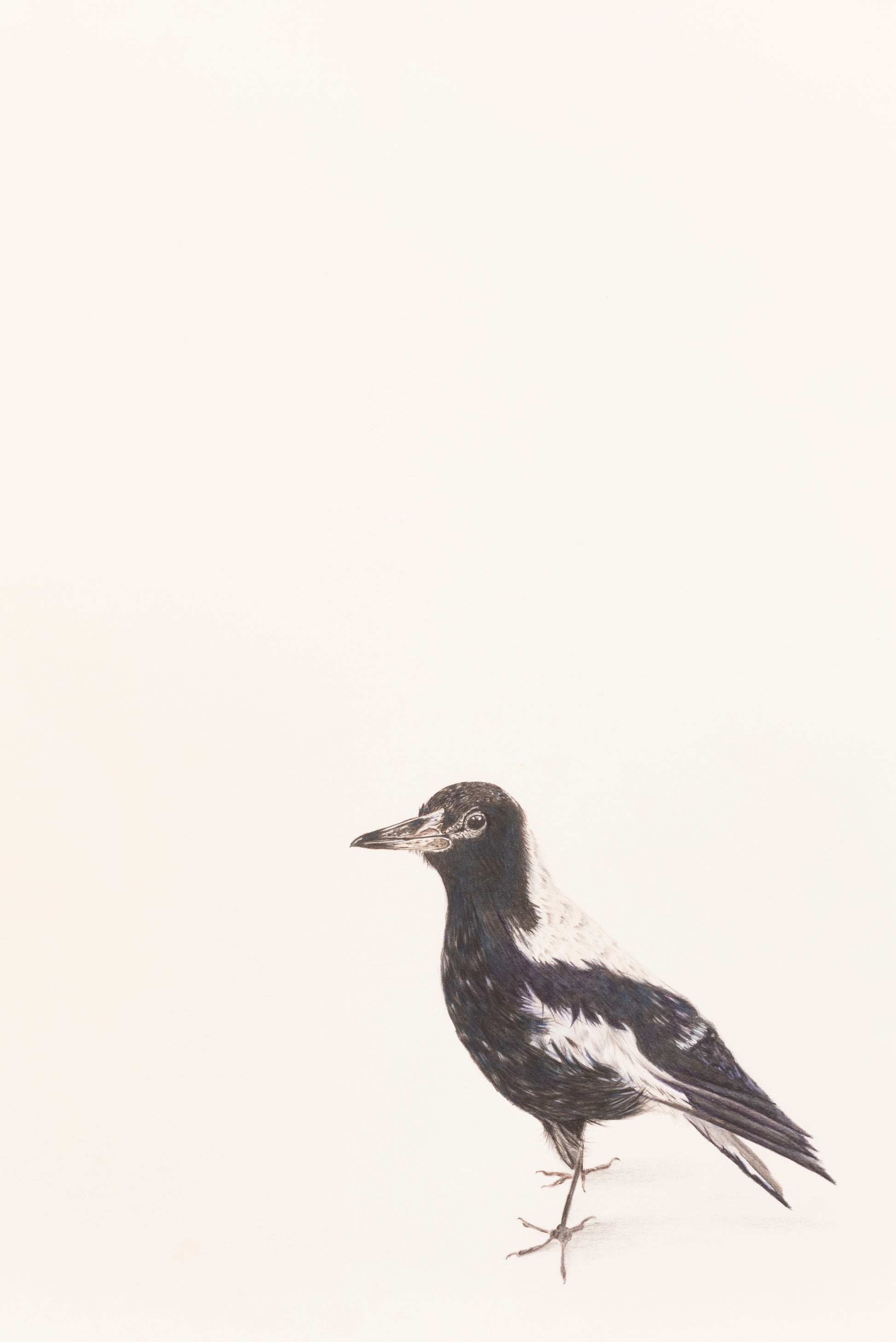 A print of a magpie by Colour Pencil Artist Jane Seychell