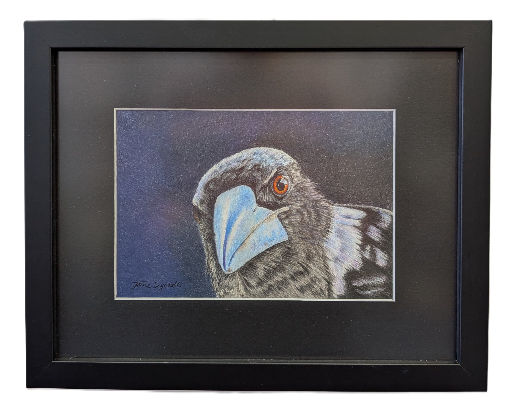 Colour Pencil Drawing of a Magpie staring out of a black frame