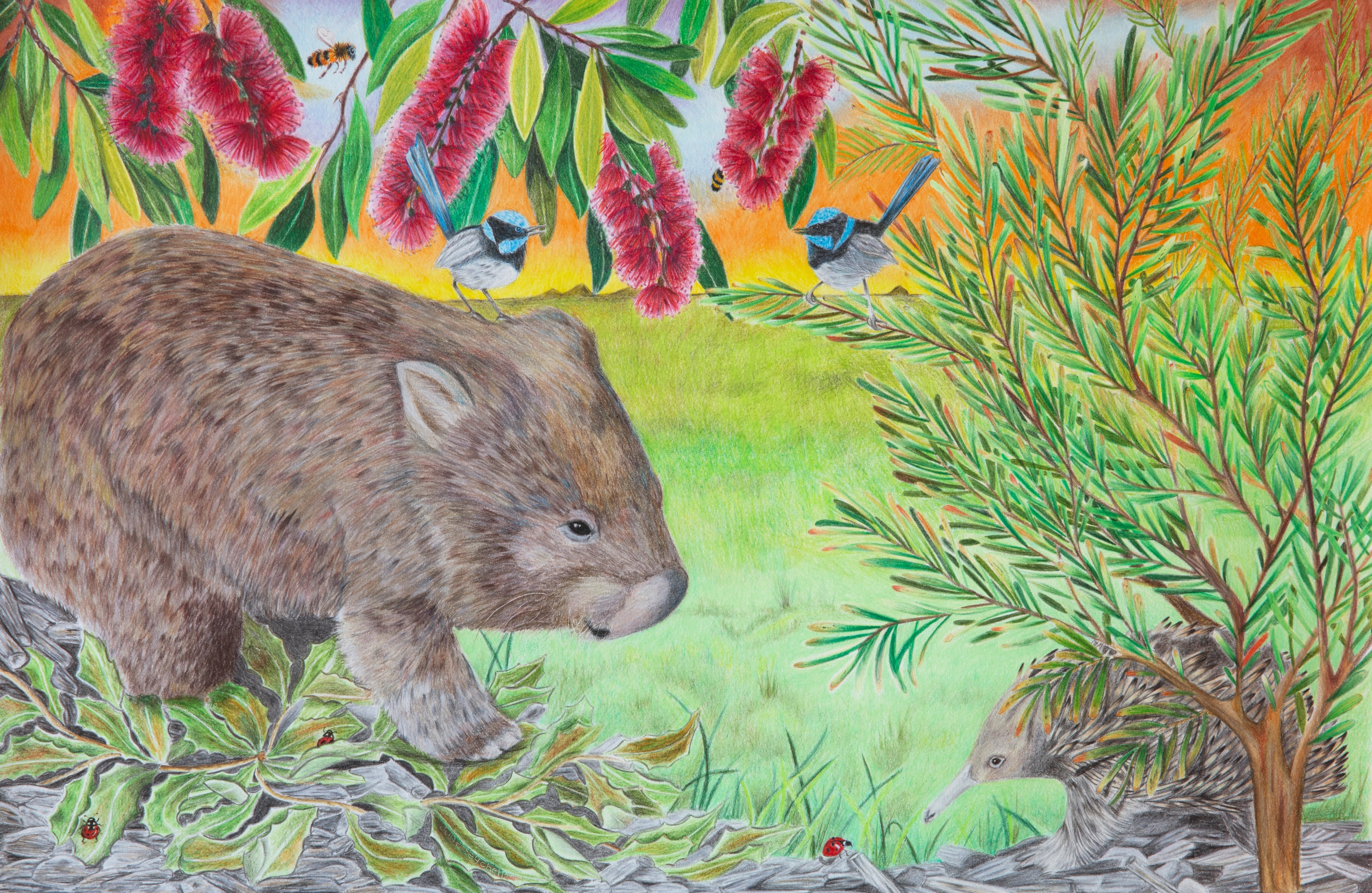 Colour pencil drawing by Jane Seychell of a wombat, echidna and blue wrens in wild 