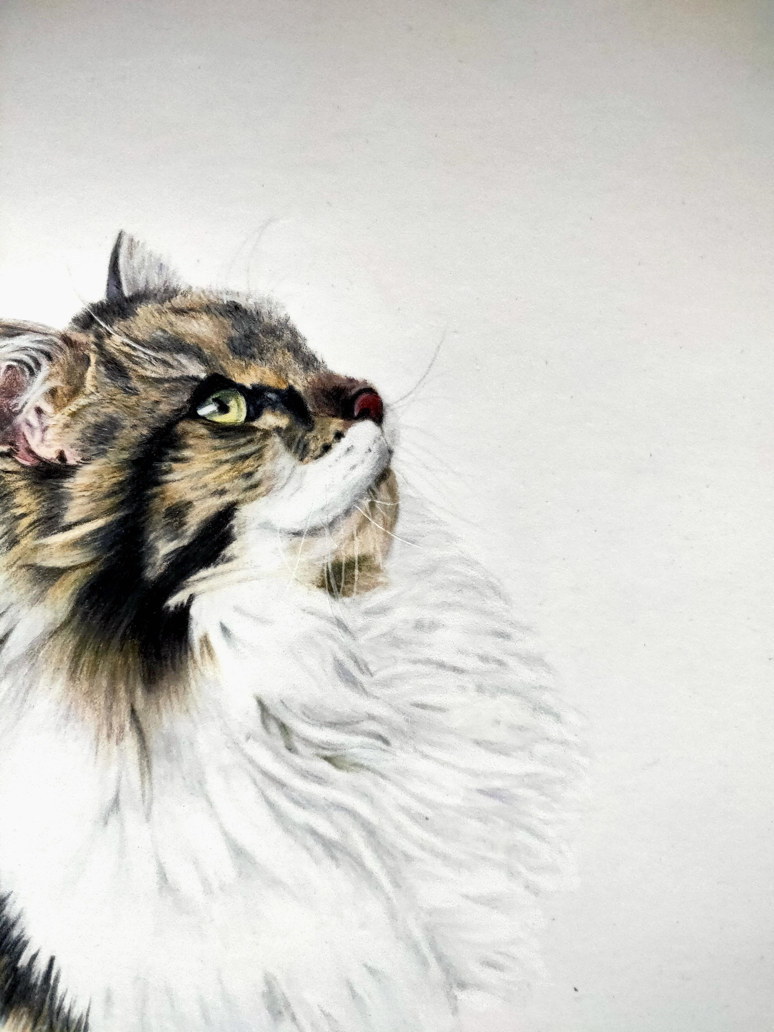 A fluffy cat, colour pencil pet portrait by tasmanian artist Jane Seychell