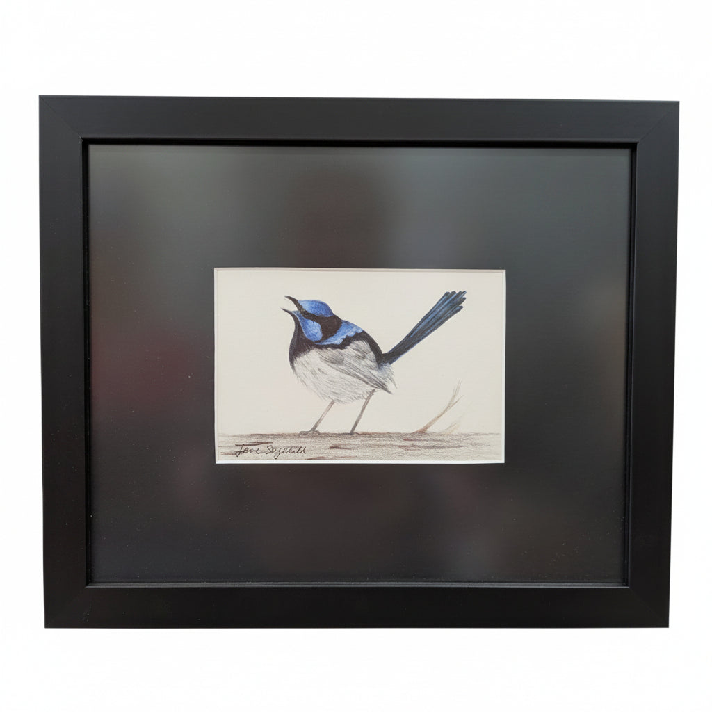 Framed illustration of a blue wren bird on a white background framed in black 