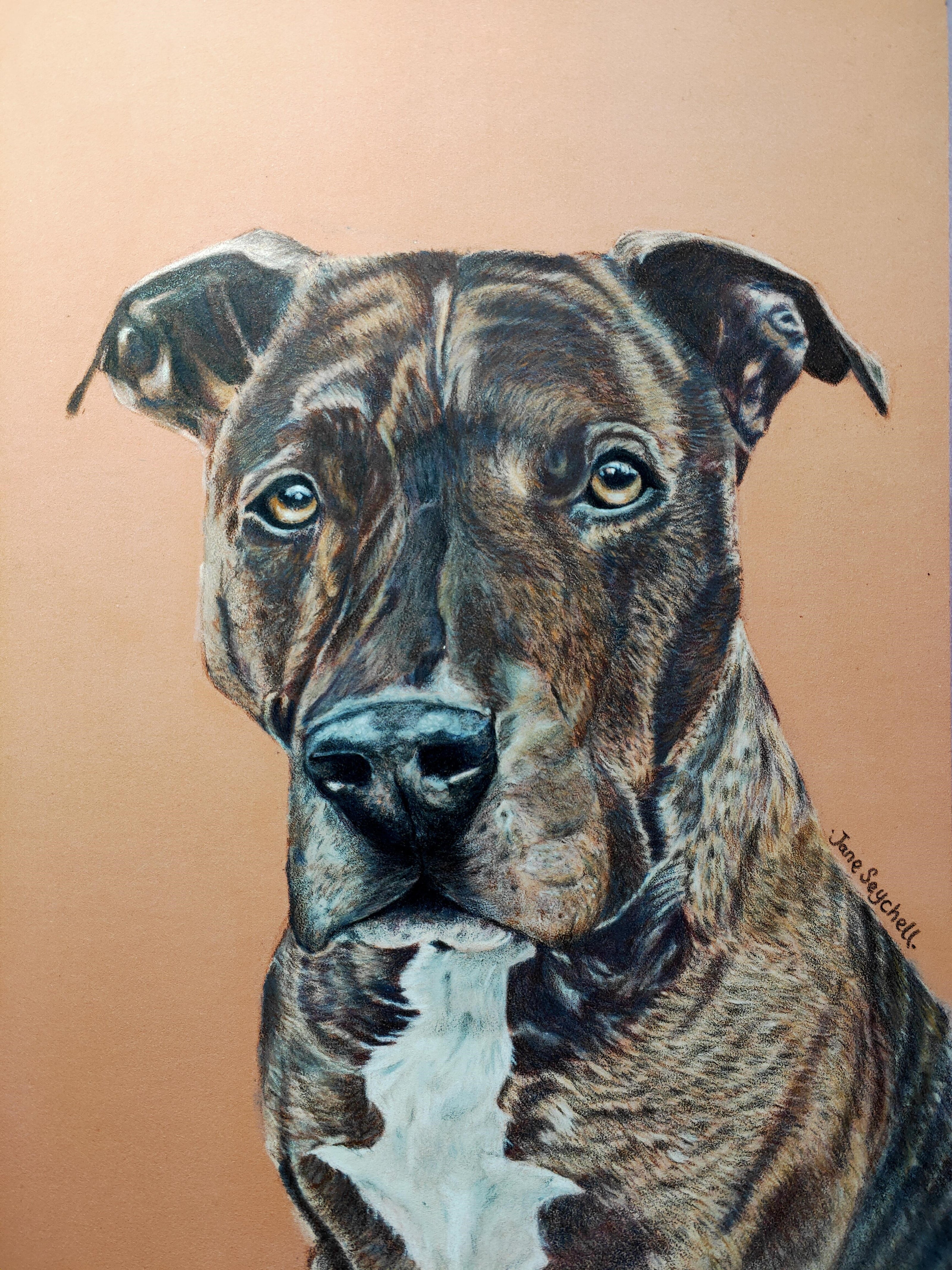 A detailed colour pencil pet portrait of a dog by australian artist Jane Seychell