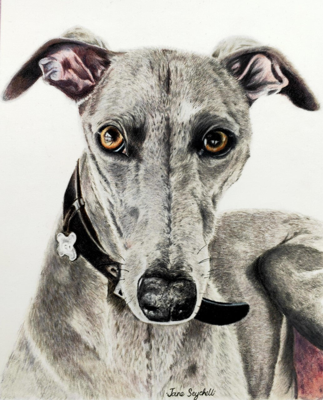 Colour Pencil Pet Portrait Commission of a Whippet dog created by artist Jane Seychell