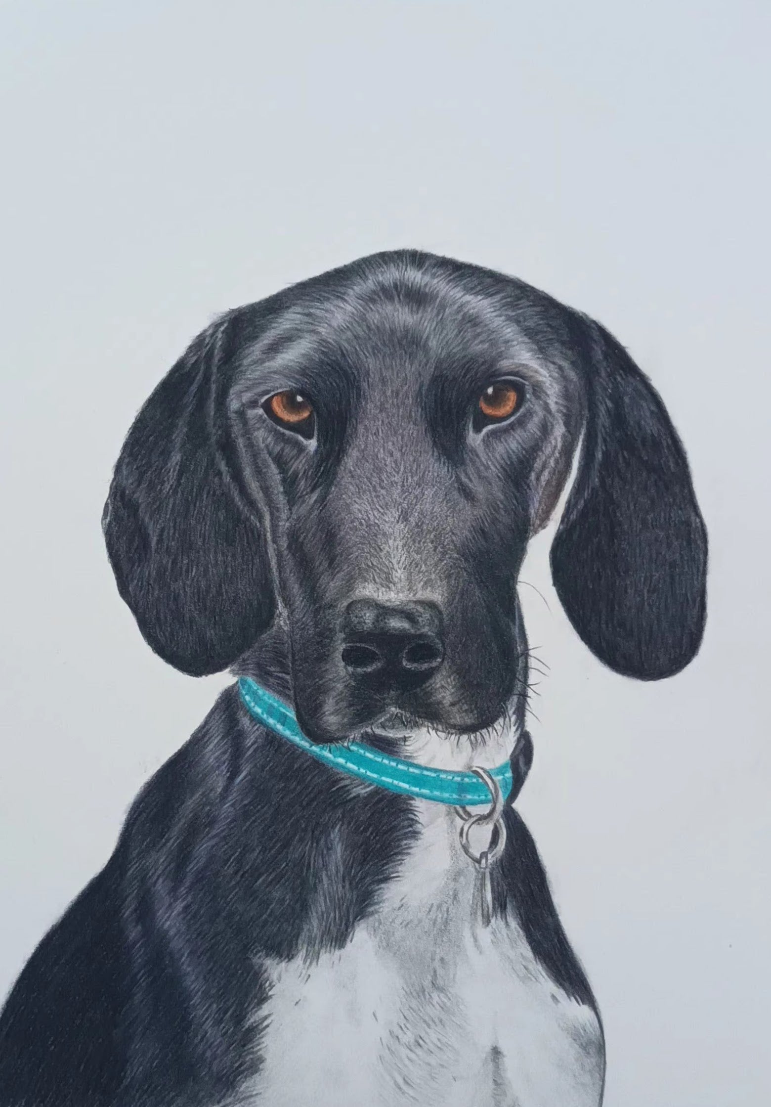 a rendered colour pencil drawing of a dog with a shiny coat by artist Jane Seychell