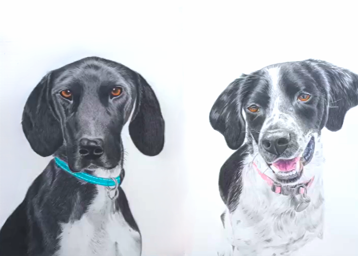 A colour pencil pet portrait of two dogs by tasmanian artist Jane Seychell